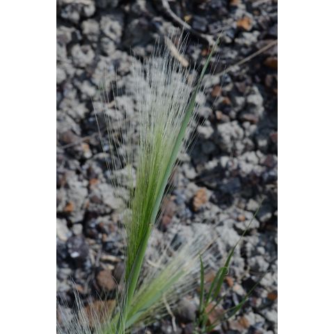 Hordeum jubatum