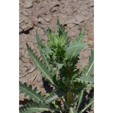 Mentzelia decapetala