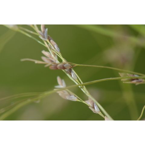 Panicum virgatum