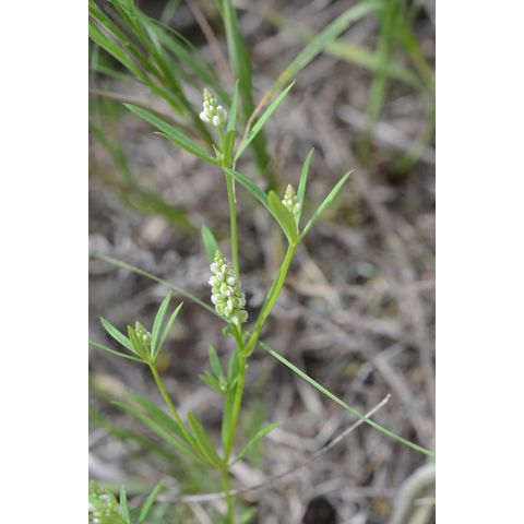 Polygala verticillata