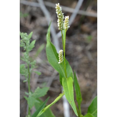 Polygonum lapathifolium