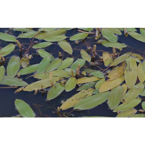 Potamogeton natans
