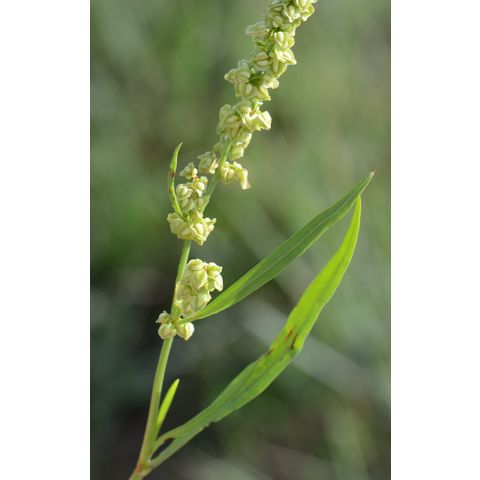 Rumex stenophyllus