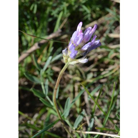 Astragalus agrestis