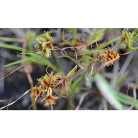 Cyperus squarrosus