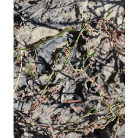Polygonum aviculare