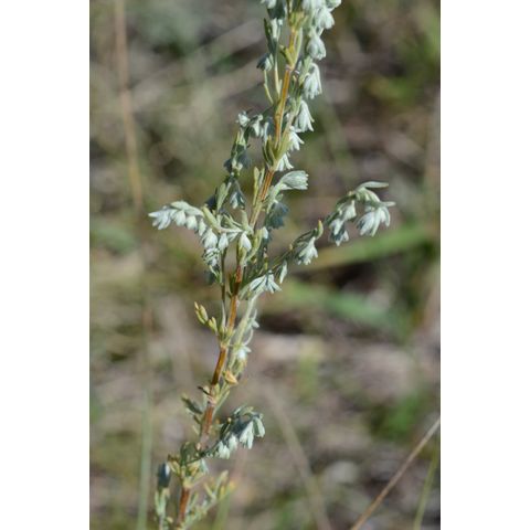 Artemisia frigida