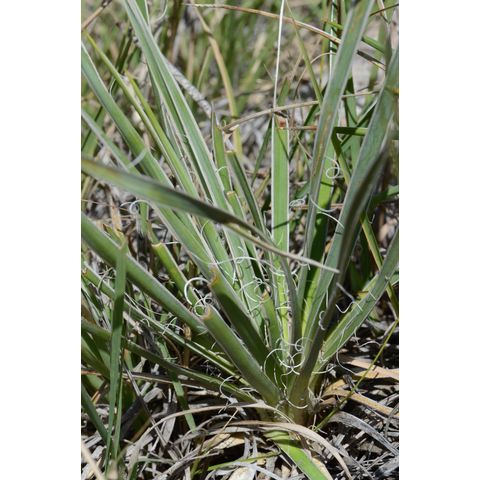 Yucca glauca