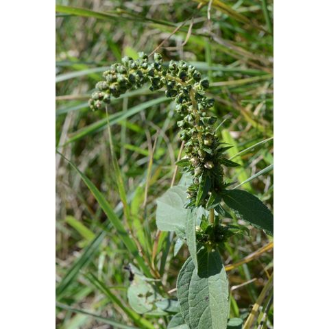 Ambrosia psilostachya