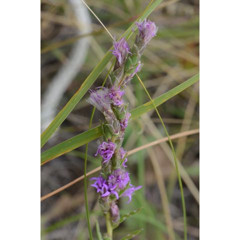 Liatris punctata