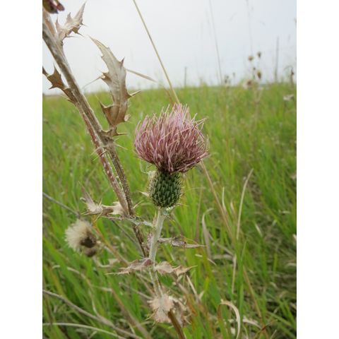 Cirsium flodmanii