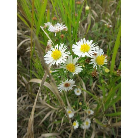 Symphyotrichum lanceolatum