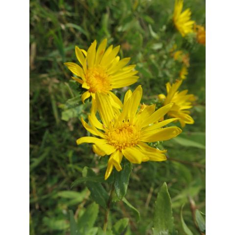 Grindelia squarrosa
