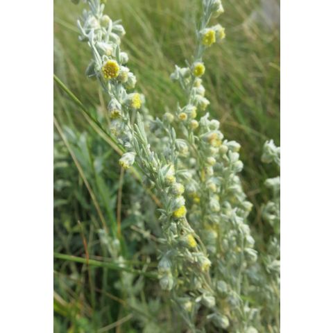 Artemisia frigida