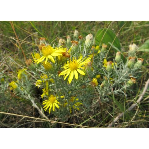 Machaeranthera pinnatifida