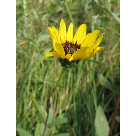 Helianthus pauciflorus