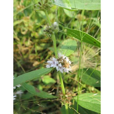 Mentha arvensis