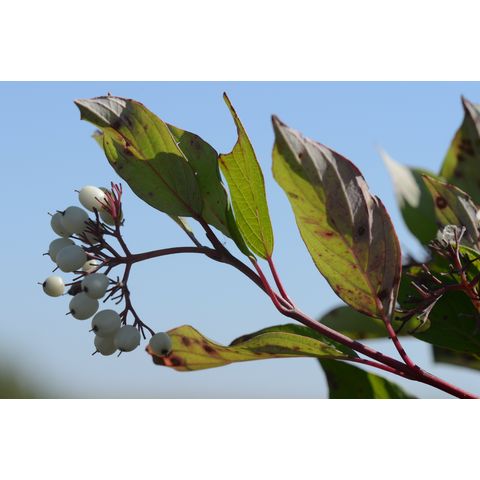 Cornus sericea
