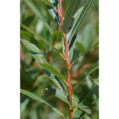 Salix petiolaris