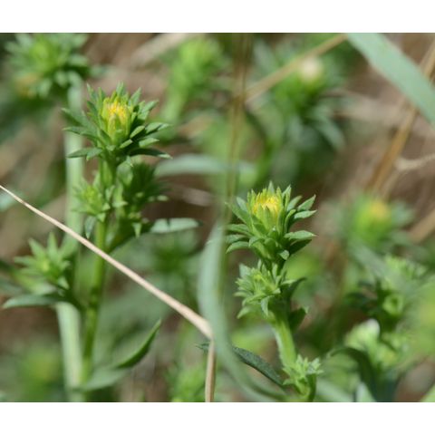 Symphyotrichum ciliatum