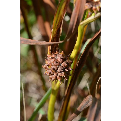 Sparganium eurycarpum