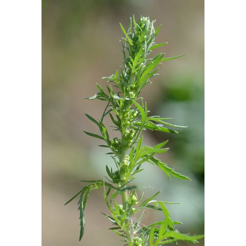 Artemisia biennis