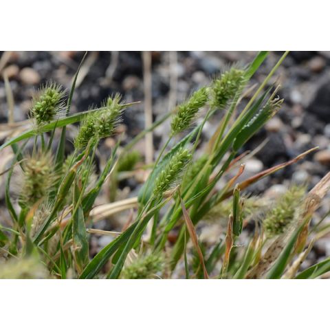 Setaria viridis