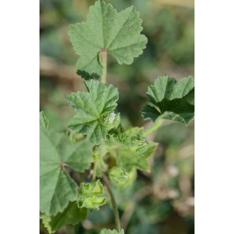 Malva neglecta