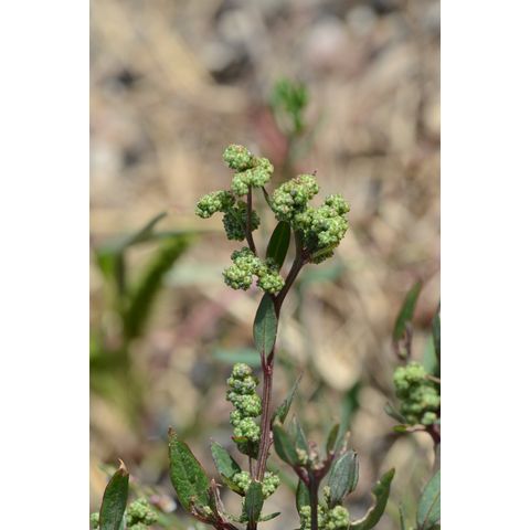 Chenopodium capitatum