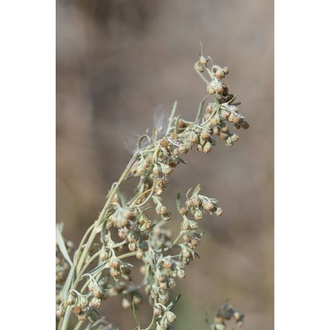 Artemisia frigida