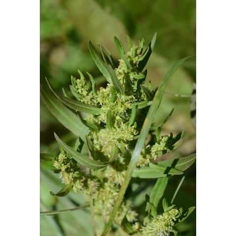 Rumex maritimus