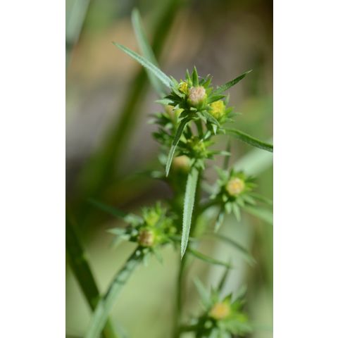 Symphyotrichum ciliatum