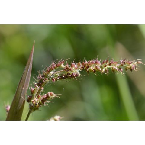 Echinochloa crus-galli