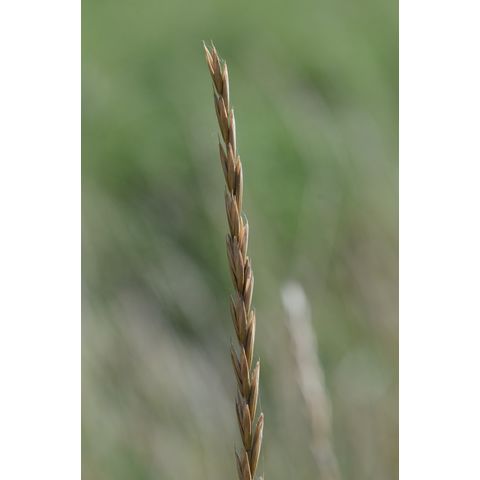 Elymus repens