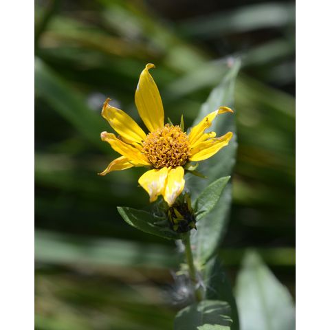 Helianthus tuberosus