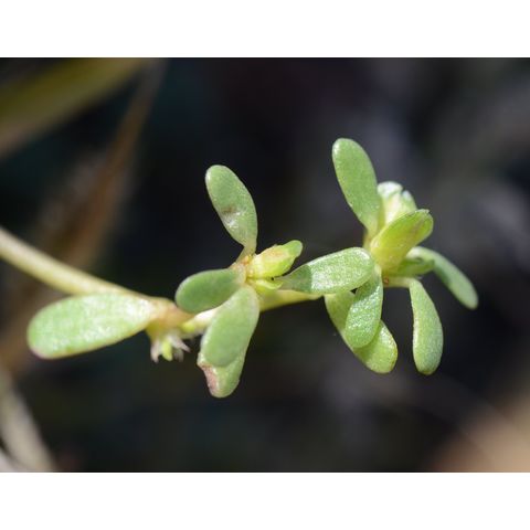 Portulaca oleracea