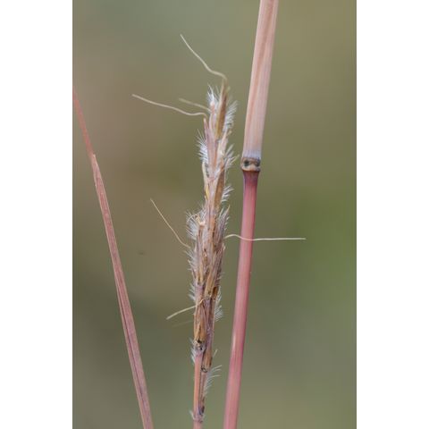 Andropogon gerardii