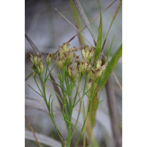 Gutierrezia sarothrae