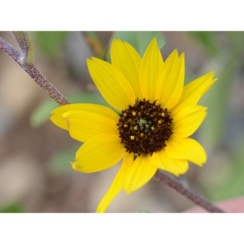 Helianthus tuberosus