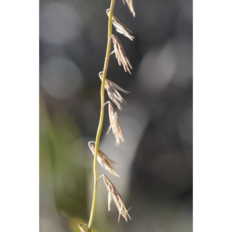 Bouteloua curtipendula