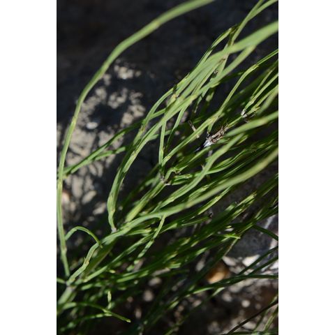 Equisetum arvense