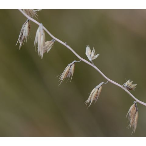 Bouteloua curtipendula