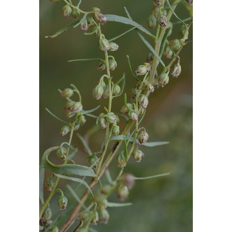 Artemisia dracunculus