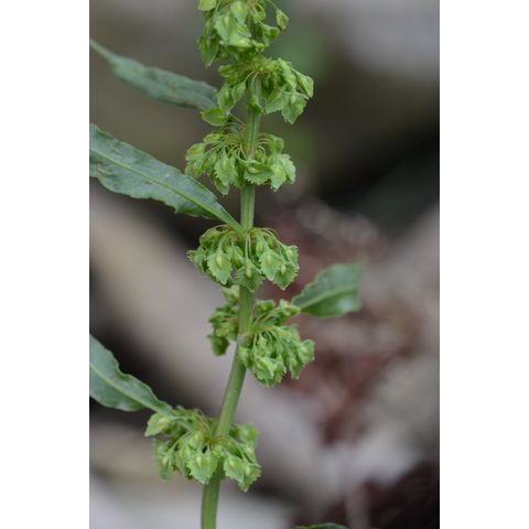 Rumex altissimus