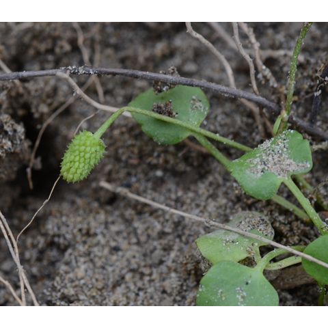 Ranunculus cymbalaria