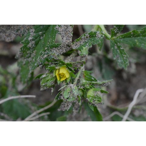 Potentilla norvegica