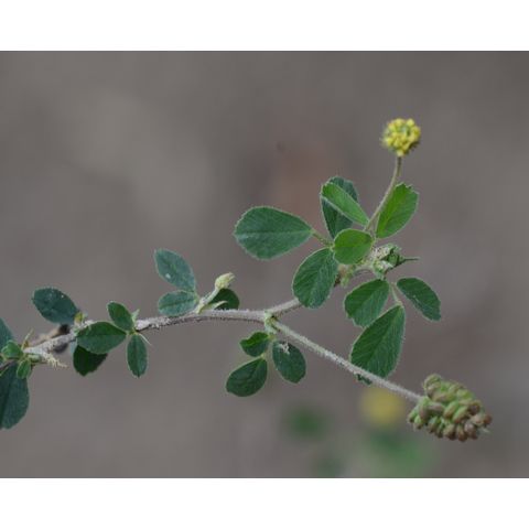 Melilotus officinalis