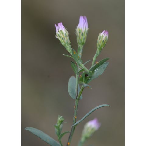Symphyotrichum lanceolatum