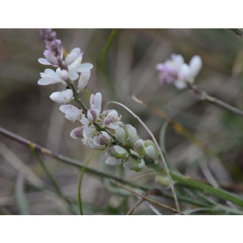 Polygala alba