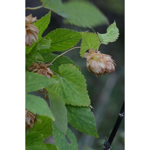 Humulus lupulus